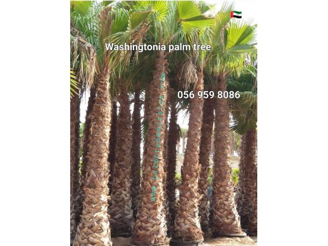 Washingtonia Palm Sale UAE 058 266 2554 - 1