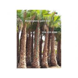 Washingtonia Palm Sale UAE 058 266 2554