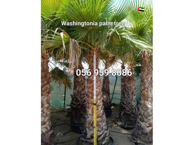 Washingtonia Palm Sale UAE 058 266 2554 - 2