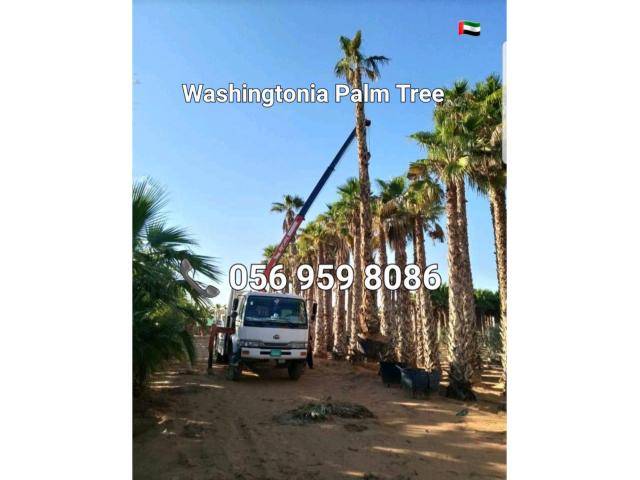 Washingtonia Palm Sale UAE 058 266 2554 - 3