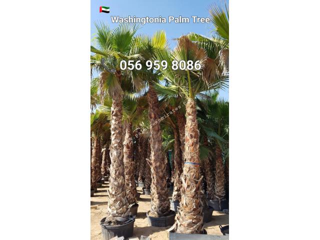 Washingtonia Palm Sale UAE 058 266 2554 - 4