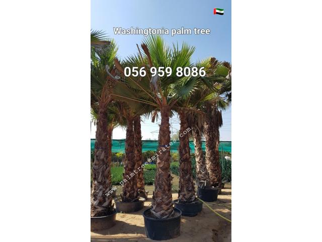 Washingtonia Palm Sale UAE 058 266 2554 - 5