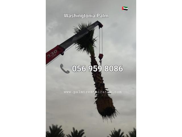 Washingtonia Palm Sale UAE 058 266 2554 - 6