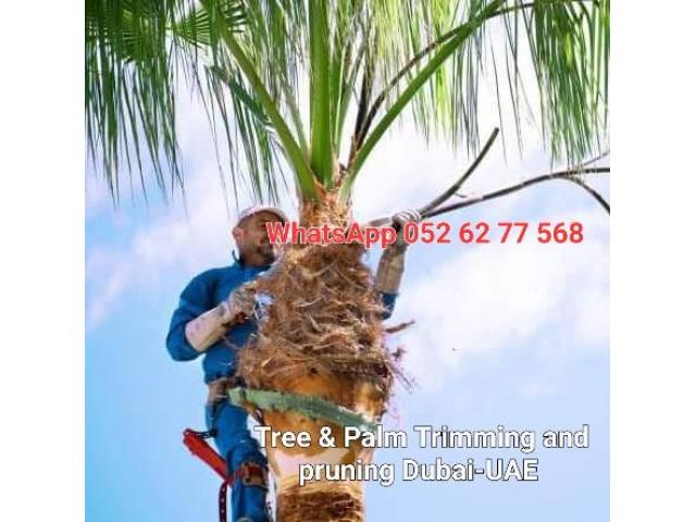 Palm and Tree trimming services 058 266 2554 - 1