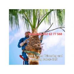 Palm and Tree trimming services 058 266 2554