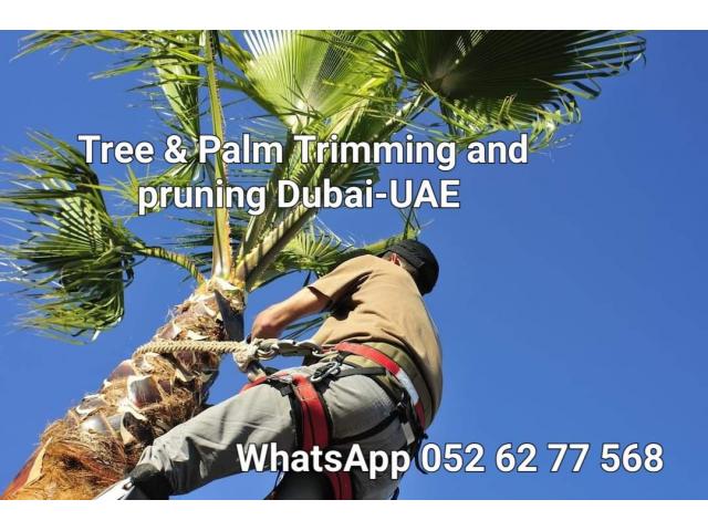 Palm and Tree trimming services 058 266 2554 - 2