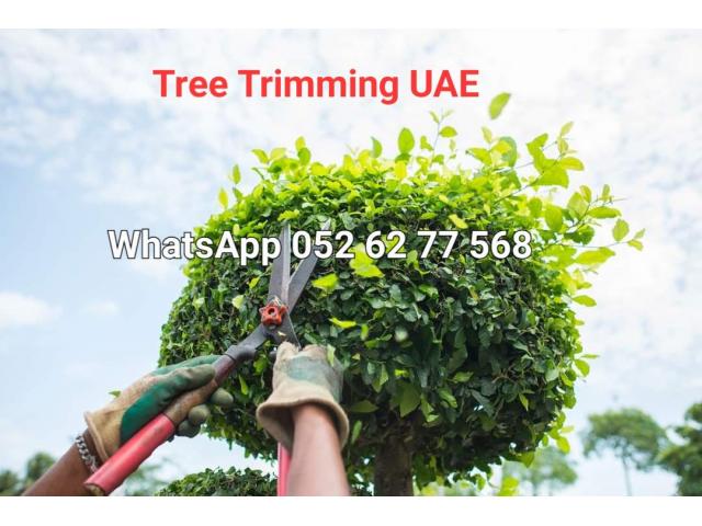 Palm and Tree trimming services 058 266 2554 - 3