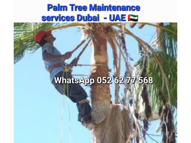 Palm and Tree trimming services 058 266 2554 - 4