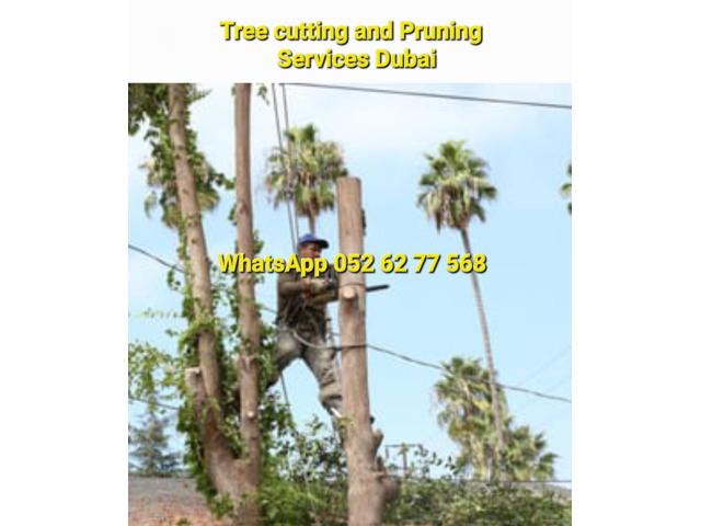 Palm and Tree trimming services 058 266 2554 - 5