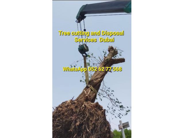 Palm and Tree trimming services 058 266 2554 - 6