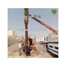 Date Palm Tree Sale Dubai 056 959 8086