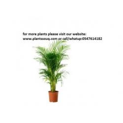 Arecia palm