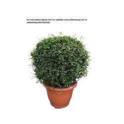 Ehreta ball shape plant