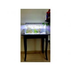 Cristal Glass Aquarium with Stand LED Light, Filter, Live Plant, River Rocks and Sand and Free Fishe