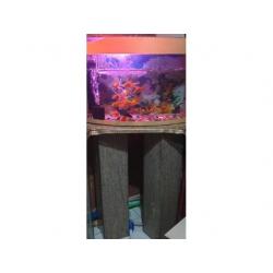 Fish with fish tank and marble stand for sale