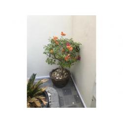 Bougainvillea in large pot flowering plant