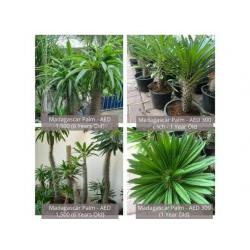 Exotic Plant Collection - Imported From Madagascar, Tanzania, Cape Town Mexico