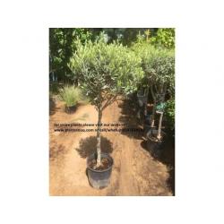 olive Plant-150