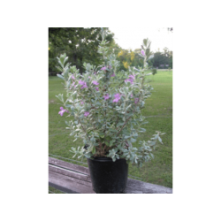 leucophyllum-frutescens-35