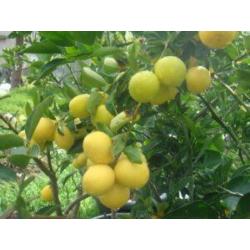 lemon plant-350