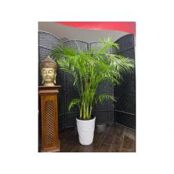 Beautiful Areca for Sale -1.5 meter