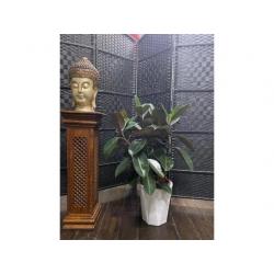 Beautiful Rubber plant for Sale