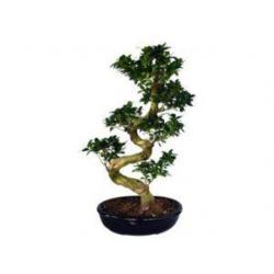 Ficus Bonsai, S Shape