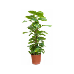 epipremnum plant 130